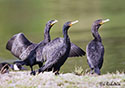 Phalacrocorax auritus